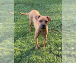 Small #1 Pug Mix