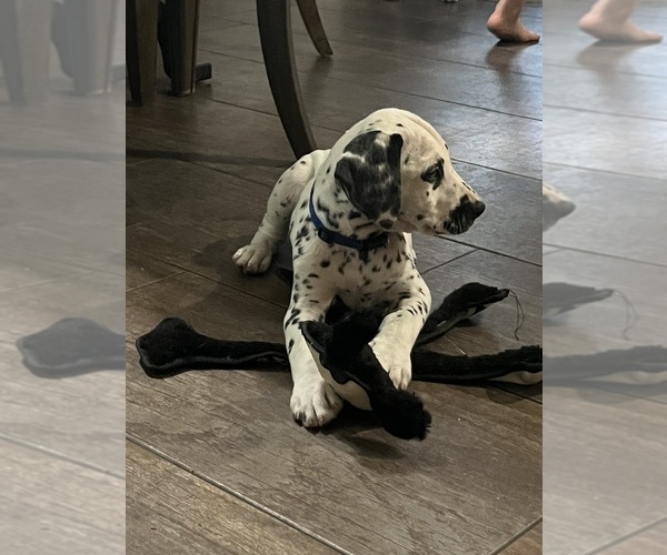 Medium Photo #1 Dalmatian Puppy For Sale in OWATONNA, MN, USA