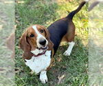 Small #2 Basset Hound