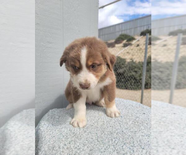 Medium Photo #1 Australian Shepherd Puppy For Sale in PERRIS, CA, USA