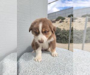 Australian Shepherd Dog for Adoption in PERRIS, California USA