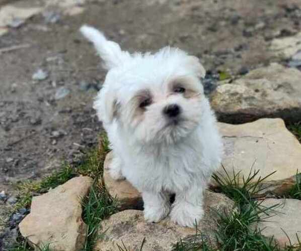 Medium Photo #1 Maltese Puppy For Sale in LIBERTY, KY, USA