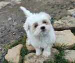Small Maltese
