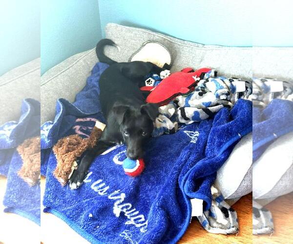 Medium Photo #8 Labrador Retriever-Unknown Mix Puppy For Sale in Euless, TX, USA