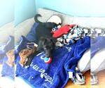 Small #7 Labrador Retriever Mix