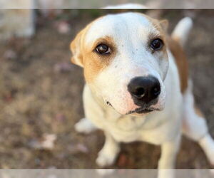 Mutt Dogs for adoption in Tulsa, OK, USA