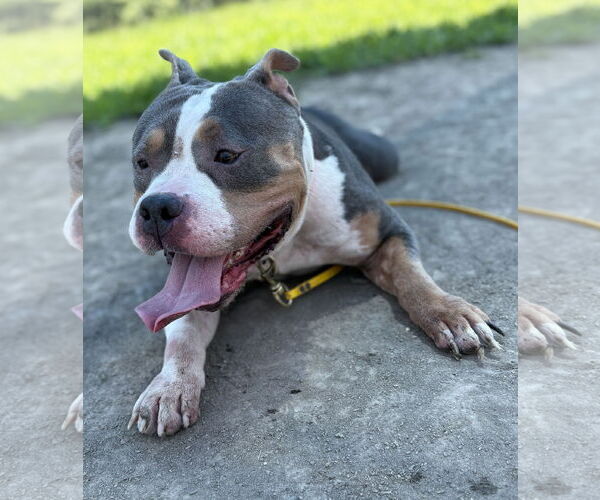 Medium Photo #6 American Pit Bull Terrier-Unknown Mix Puppy For Sale in Virginia Beach, VA, USA