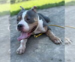 Small #5 American Pit Bull Terrier Mix