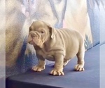 Small Photo #3 English Bulldog Puppy For Sale in TAMPA, FL, USA