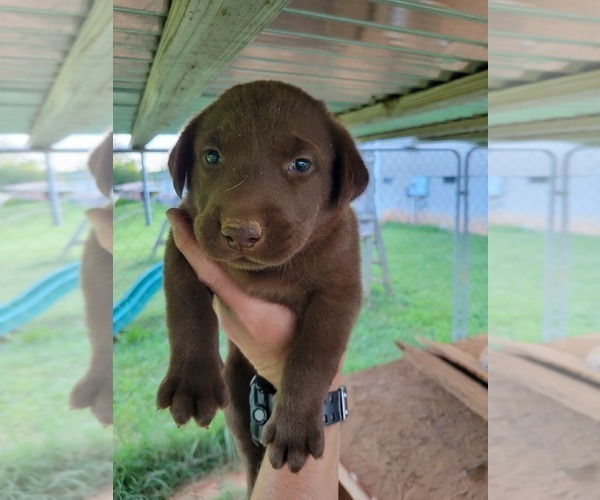 Medium Photo #6 Labrador Retriever Puppy For Sale in CONNELLYS SPRINGS, NC, USA