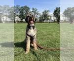 Small Photo #1 Bernedoodle-English Cream Golden Retriever Mix Puppy For Sale in MONTCLAIR, NJ, USA