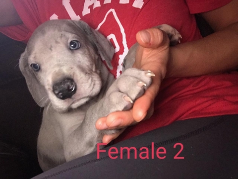 Medium Photo #6 Great Dane Puppy For Sale in ARCHERS LODGE, NC, USA