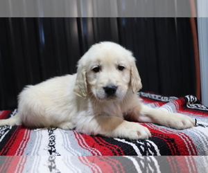 English Cream Golden Retriever Puppy for sale in SHILOH, OH, USA