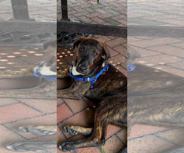 Medium Photo #5 Labrador Retriever-Plott Hound Mix Puppy For Sale in pomfret, CT, USA