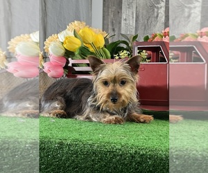 Yorkshire Terrier Puppy for sale in CANOGA, NY, USA