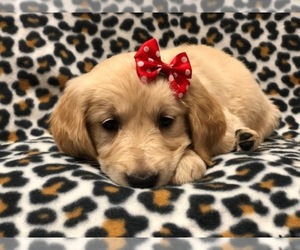 Golden Retriever Puppy for sale in LAKELAND, FL, USA