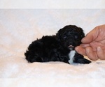 Small #4 Poodle (Toy)