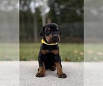 Small #10 Doberman Pinscher