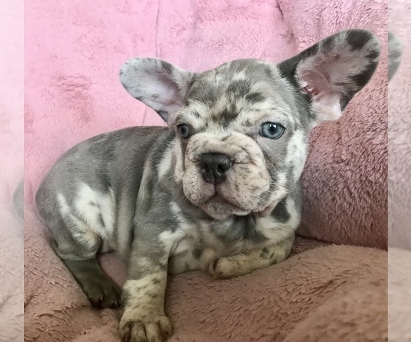 Medium Photo #4 French Bulldog Puppy For Sale in COCOA, FL, USA