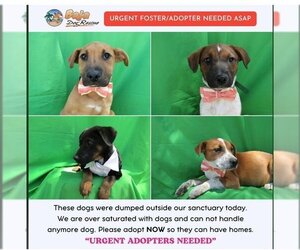 Labrador Retriever-Unknown Mix Dogs for adoption in San Diego, CA, USA