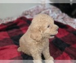 Small #18 Goldendoodle