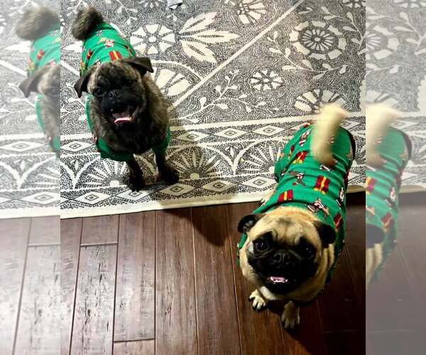 Medium Photo #2 Pug Puppy For Sale in Indianapolis, IN, USA