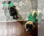 Small #1 Pug