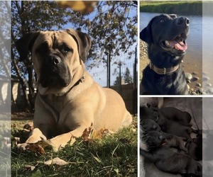 Cane Corso-Labrador Retriever Mix Puppy for sale in ROSEVILLE, MI, USA