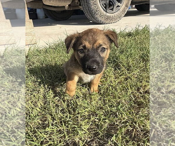 Medium Photo #2 Shepradors Puppy For Sale in Brewster, NY, USA