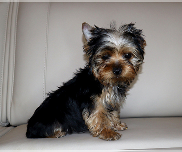 Medium Photo #6 Yorkshire Terrier Puppy For Sale in LOS ANGELES, CA, USA