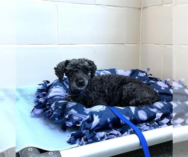Medium Photo #1 Poodle (Miniature)-Unknown Mix Puppy For Sale in Boston, MA, USA