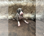 Small Italian Greyhound