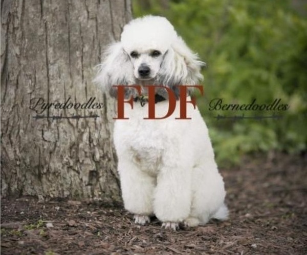 Medium Photo #1 Great Pyrenees-Poodle (Miniature) Mix Puppy For Sale in BOWLING GREEN, OH, USA