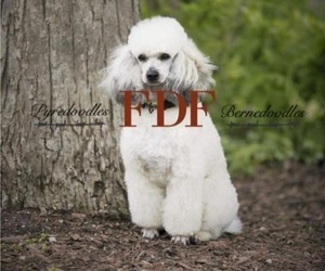 Father of the Great Pyrenees-Poodle (Miniature) Mix puppies born on 10/02/2021