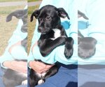 Small Photo #2 Mutt Puppy For Sale in Prattville, AL, USA