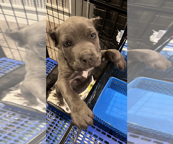 Medium Photo #7 Cane Corso Puppy For Sale in APPLE VALLEY, CA, USA