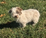 Puppy Apollo Havanese