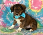Small Border Collie-Poodle (Miniature) Mix