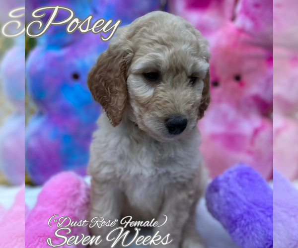 Medium Photo #3 Goldendoodle Puppy For Sale in SAN ANTONIO, TX, USA
