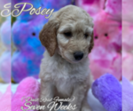 Small Photo #3 Goldendoodle Puppy For Sale in SAN ANTONIO, TX, USA