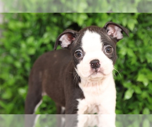 Medium Photo #2 Boston Terrier Puppy For Sale in MOUNT VERNON, OH, USA