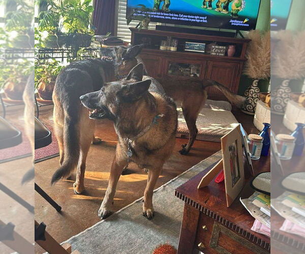 Medium Photo #3 Mutt Puppy For Sale in Imlay City, MI, USA