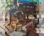 Small #2 Mutt