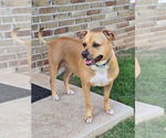 Small #15 American Pit Bull Terrier Mix