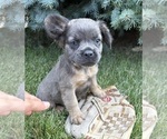 Small #3 French Bulldog