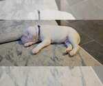 Small Photo #30 Dogo Argentino Puppy For Sale in BROOMALL, PA, USA