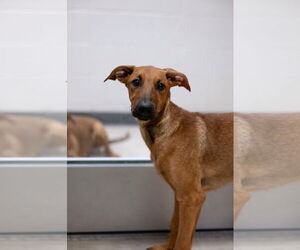 Doberman Pinscher-Unknown Mix Dogs for adoption in Rowlett, TX, USA