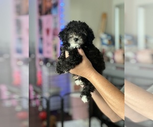Poodle (Toy) Puppy for sale in LITHIA, FL, USA