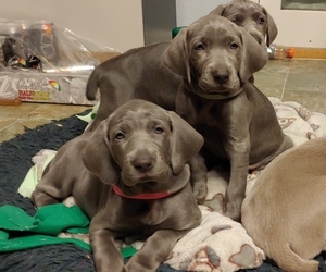 Weimaraner Puppy for sale in MOOSE LAKE, MN, USA