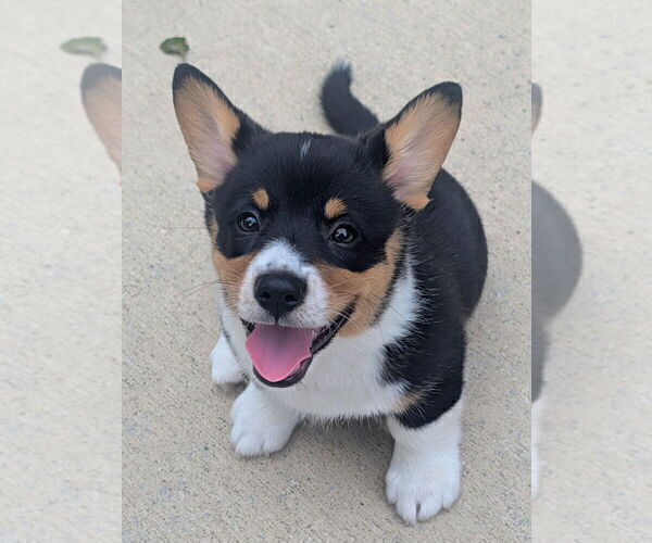 Medium Photo #1 Pembroke Welsh Corgi Puppy For Sale in GRAFTON, OH, USA